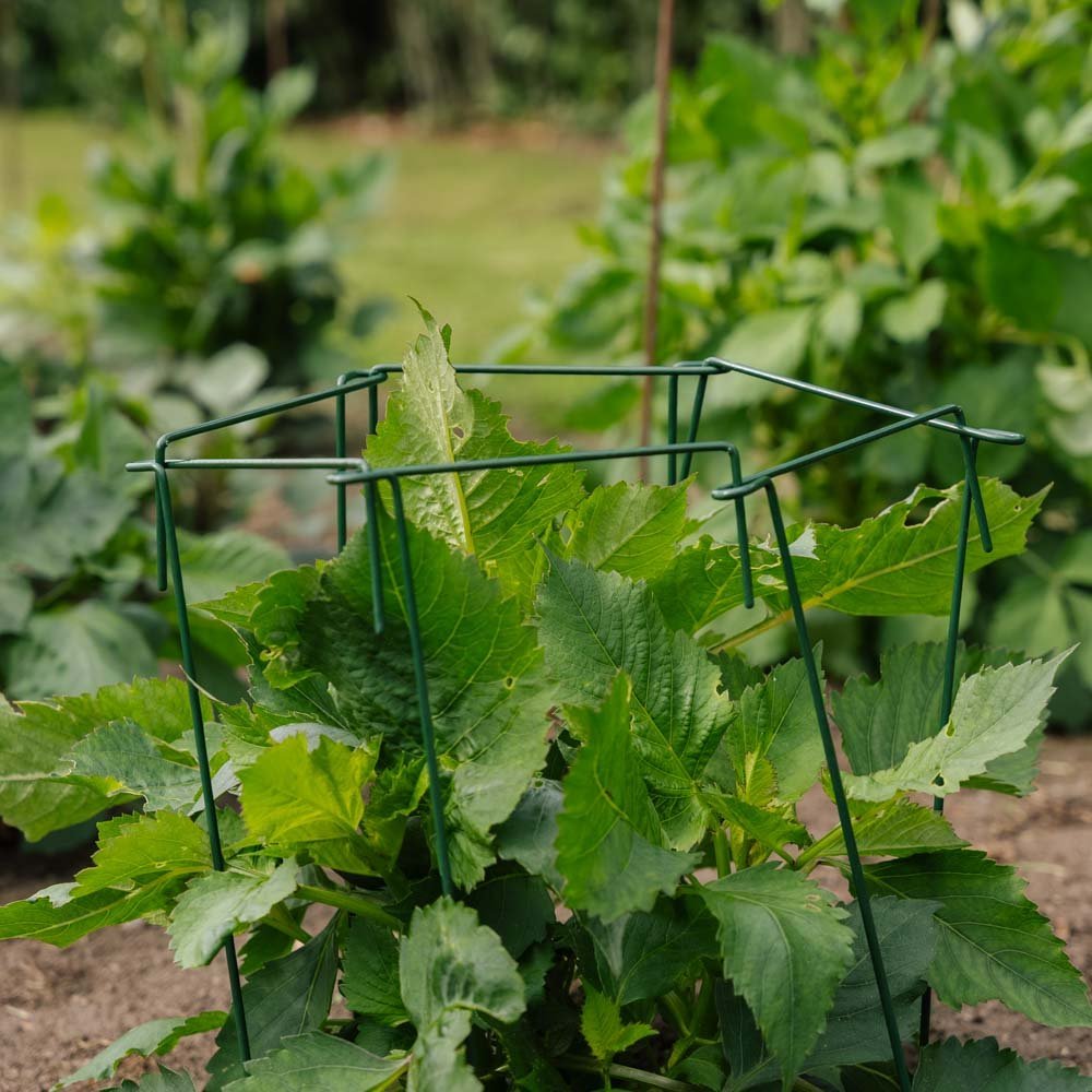 Plantsteun, 4 stuks, H: 45cm x B: 17cm