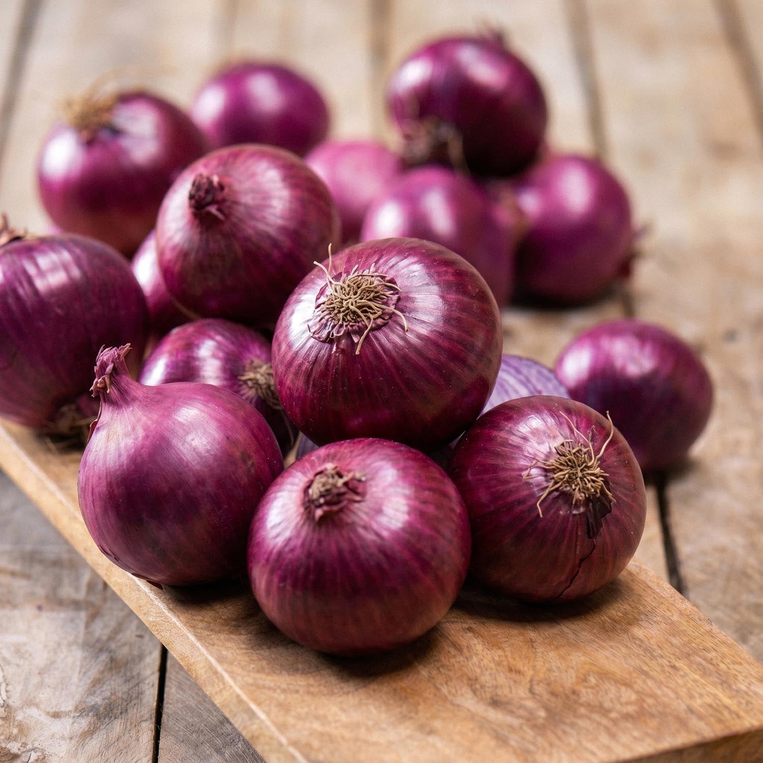 Plantui, Allium 'Red Winter'