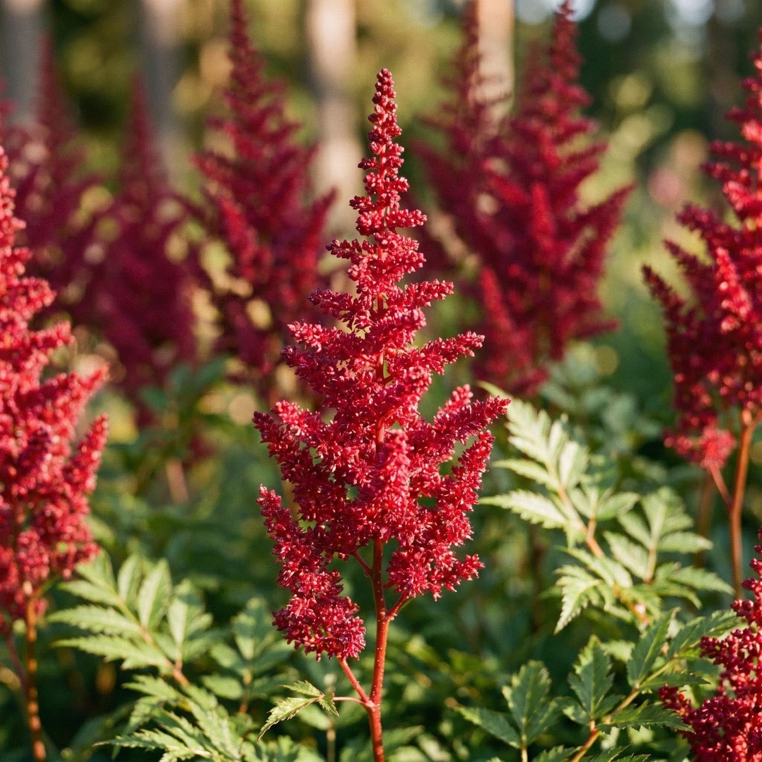 Pluimspirea, Astilbe 'Fanal'