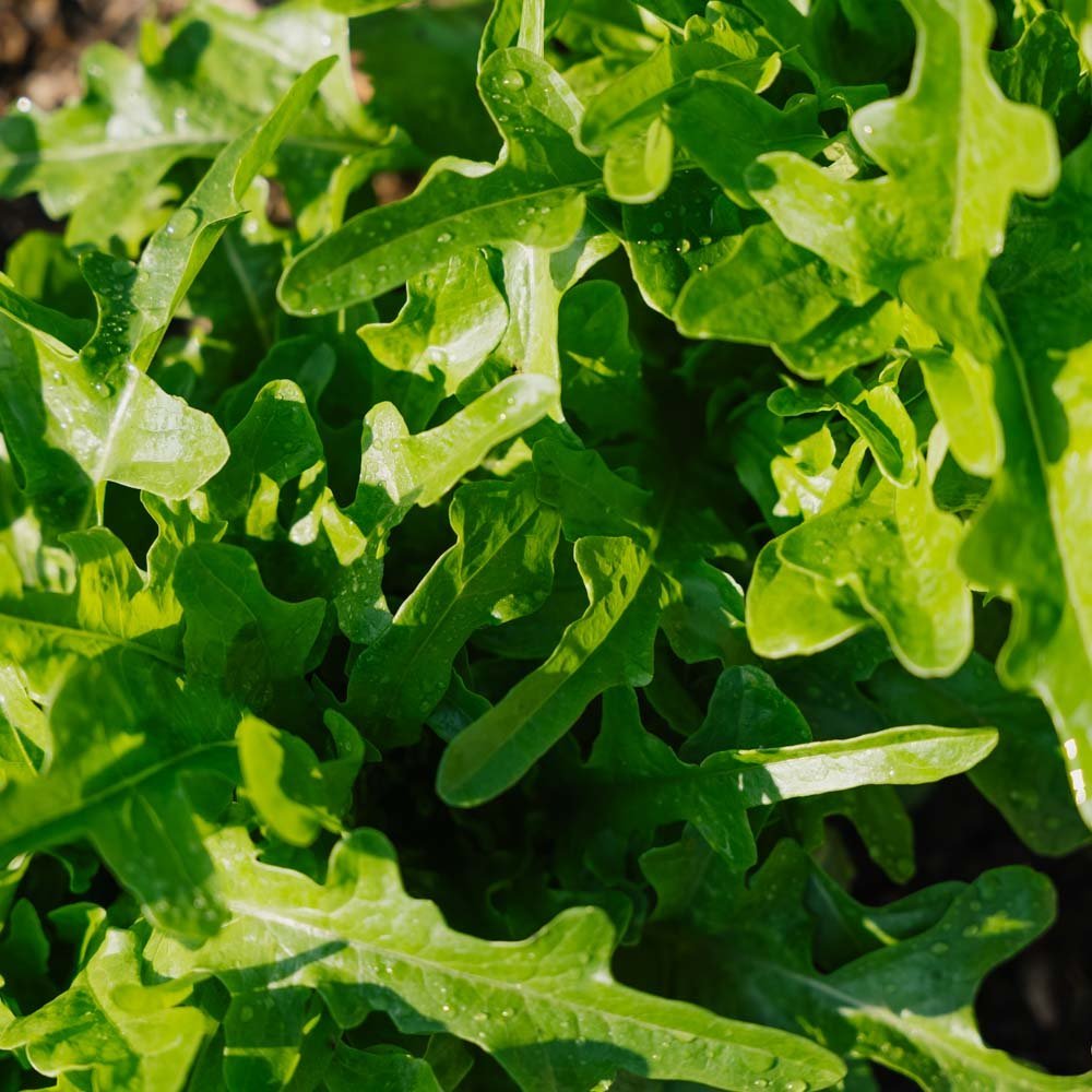 Pluksla zaden 'Catalogna' - 200 biologische zaden