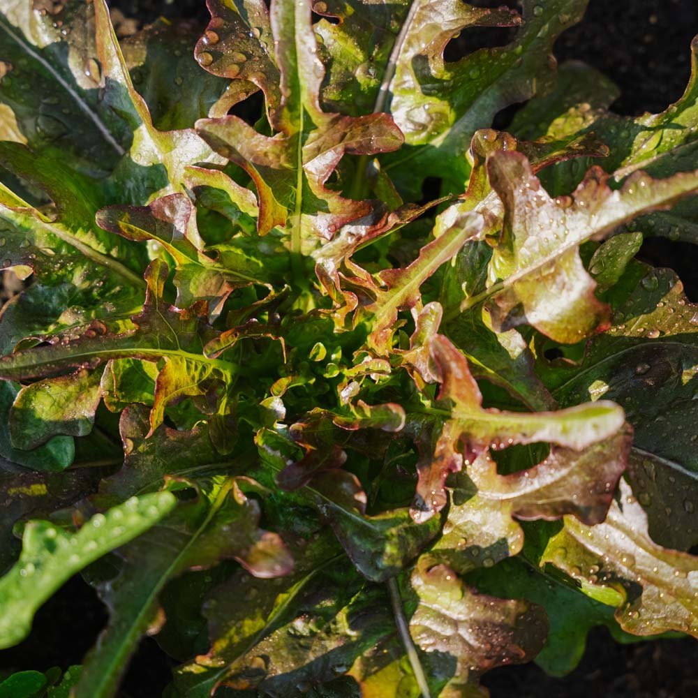 Pluksla zaden 'Cocarde' - 200 biologische zaden