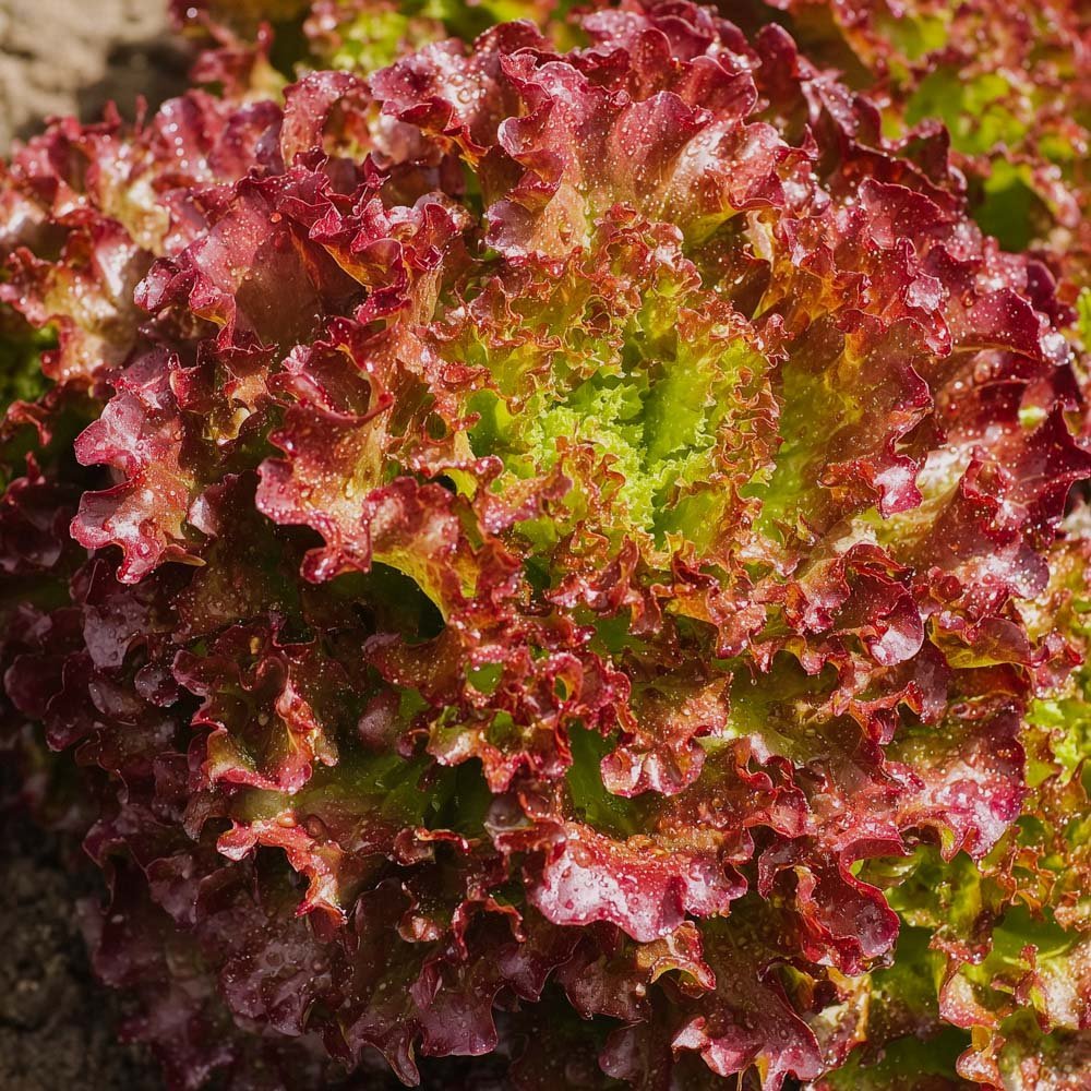 Pluksla zaden 'Lollo rossa' - 200 biologische zaden