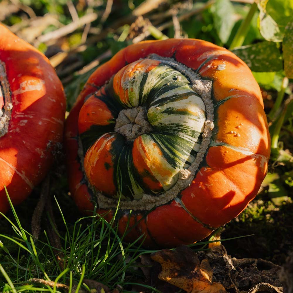 Pompoenzaden 'Bischofsmütze' - 5 biologische zaden