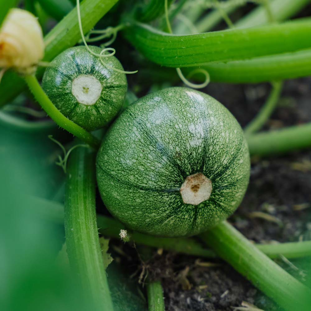 Pompoenzaden 'Ola redonda' - 5 biologische zaden