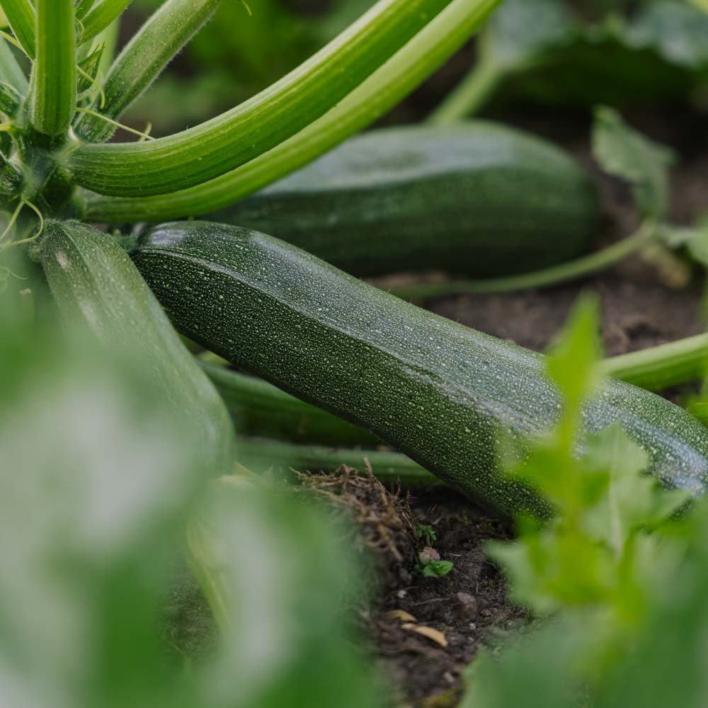 Pompoenzaden 'Zucchini' - 6 biologische zaden