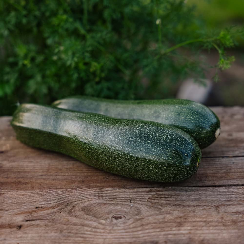 Pompoenzaden 'Zucchini' - 6 biologische zaden