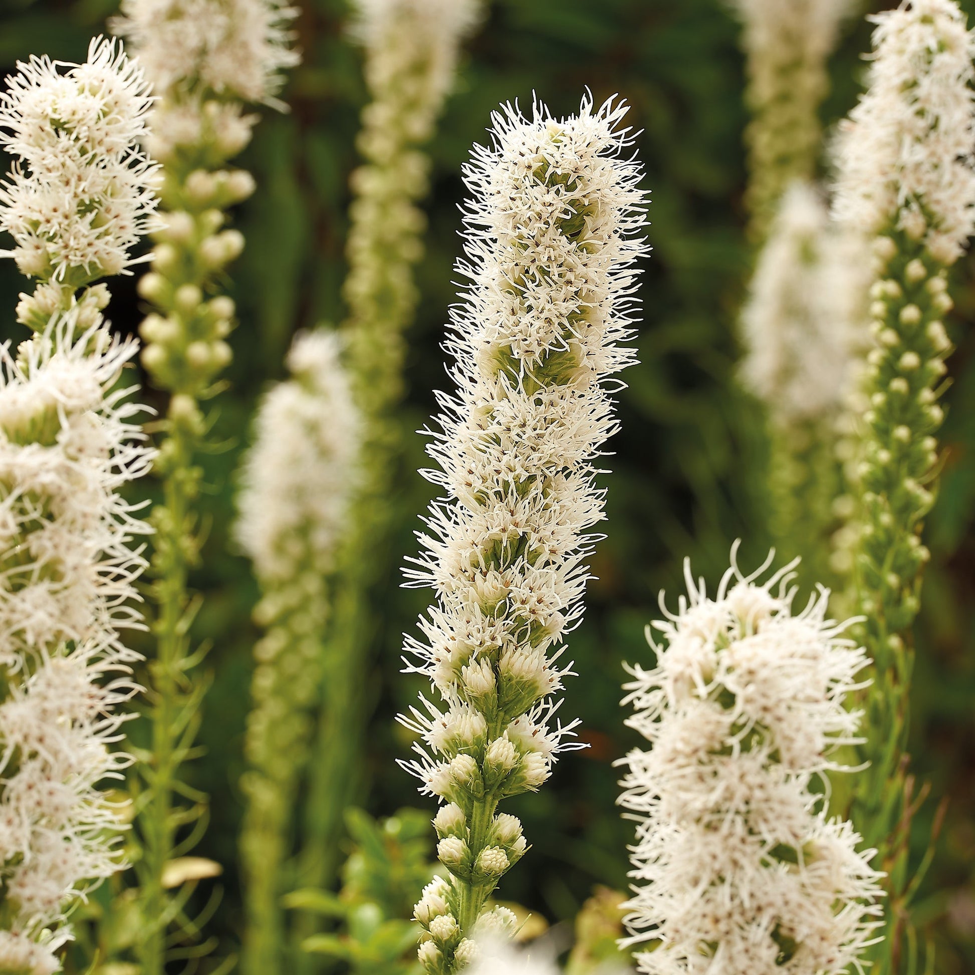 Prachtskaars, Liatris 'Alba'