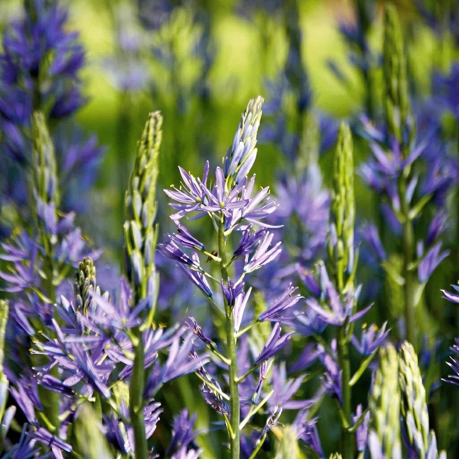 Prairielelie, Camassia 'Caerulea'