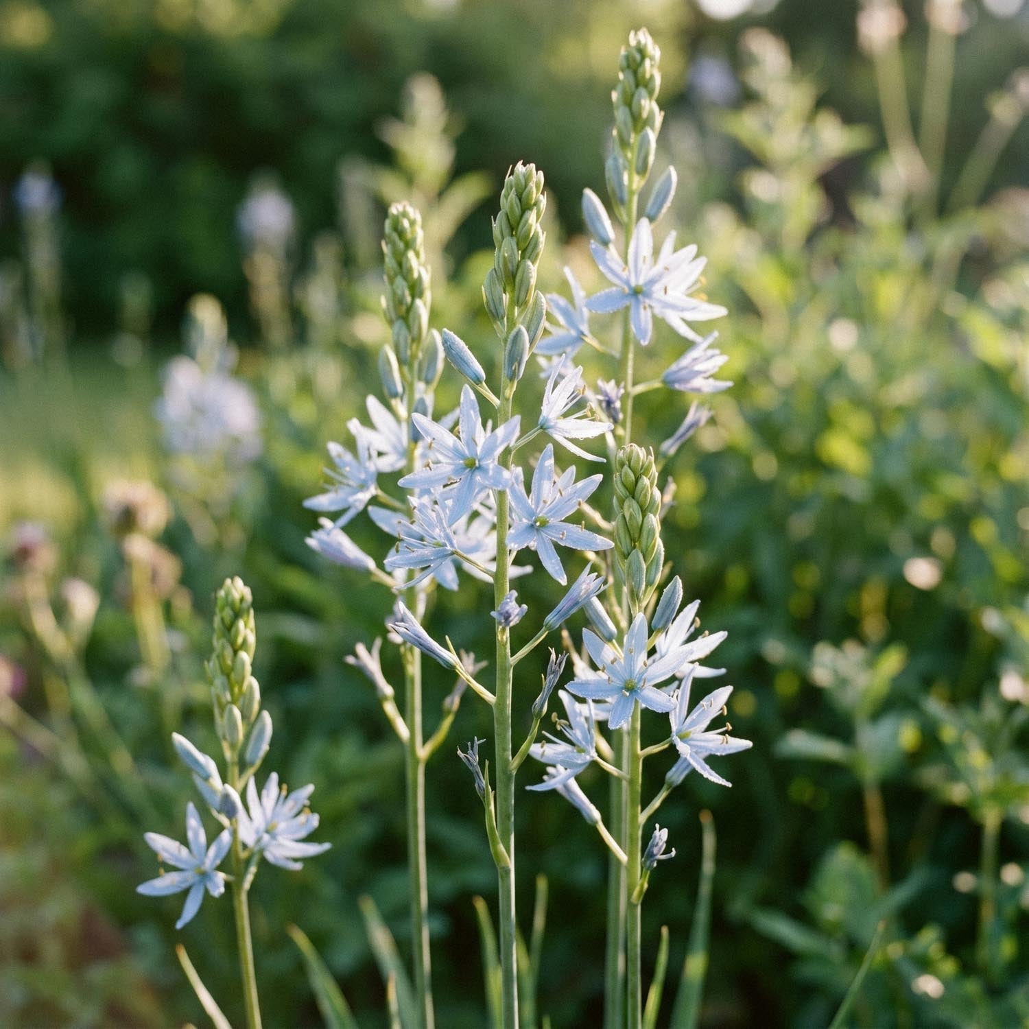 Prairielelie, Camassia 'Cusickii'