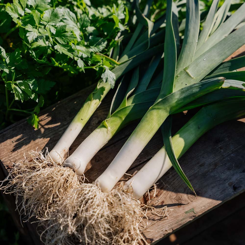 Preizaad 'Kulaures' - 100 biologische zaden