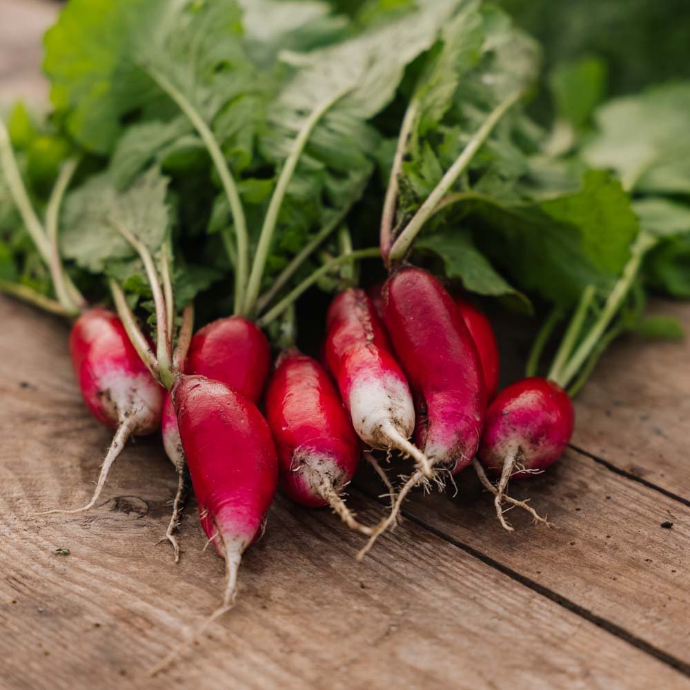 Radijszaden 'French Breakfast 2' - 50 biologische zaden