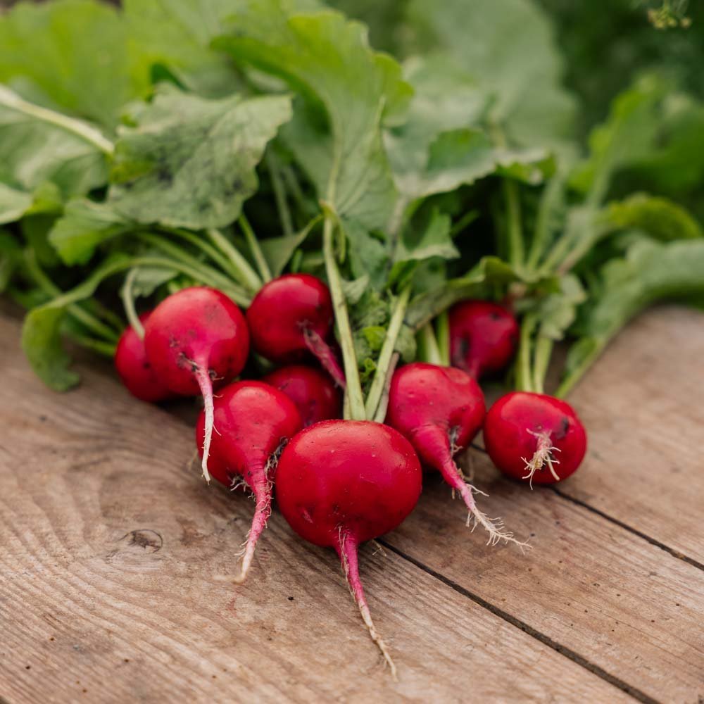 Radijszaden 'Rudi' - 50 biologische zaden