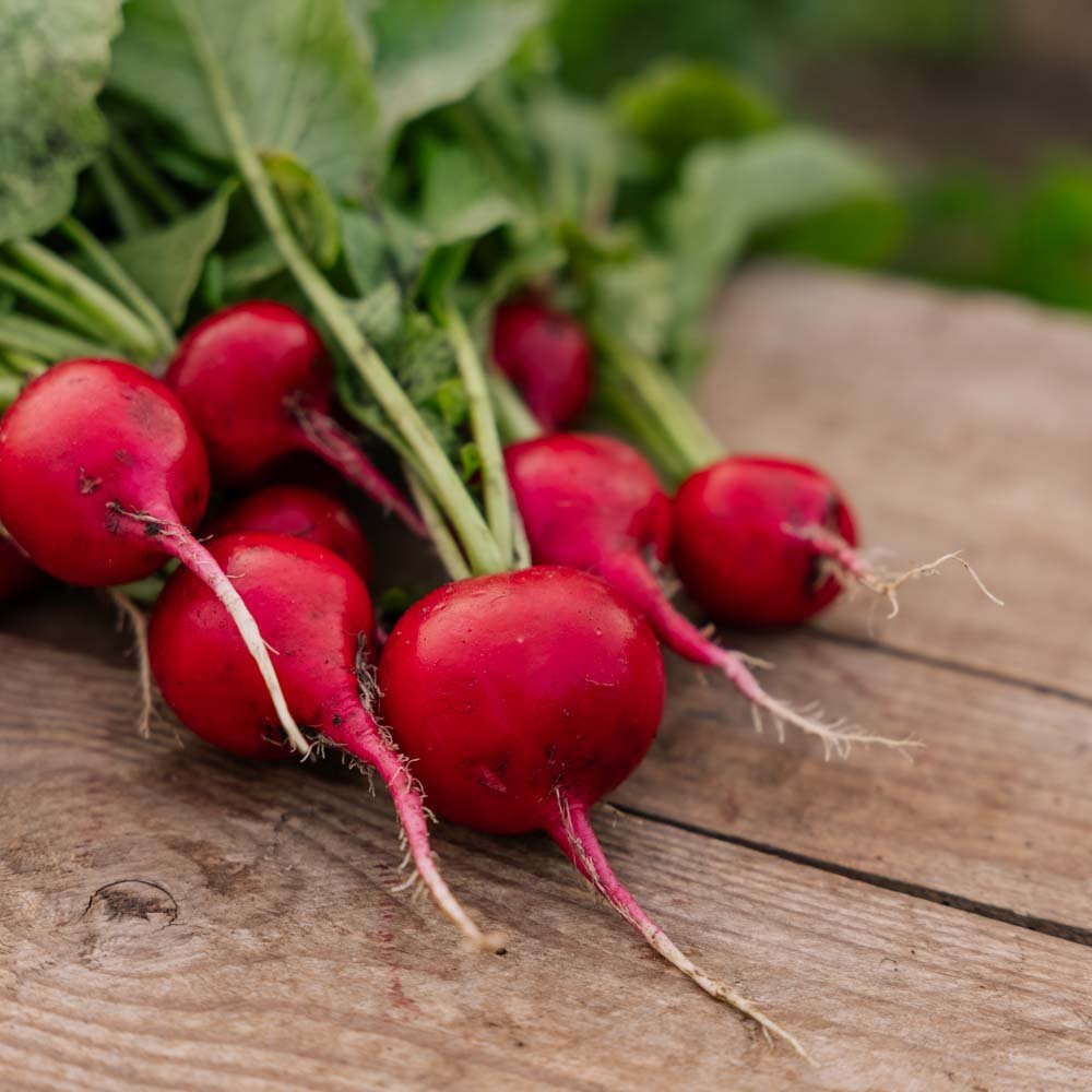 Radijszaden 'Rudi' - 50 biologische zaden