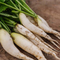 Radijszaden 'White Icicle' - 50 biologische zaden