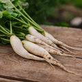 Radijszaden 'White Icicle' - 50 biologische zaden