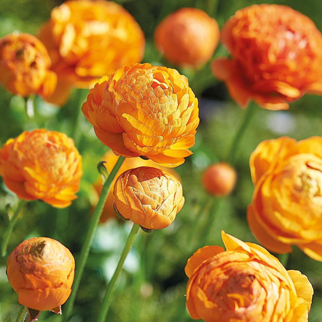 Ranonkel, Boterbloem 'Orange'
