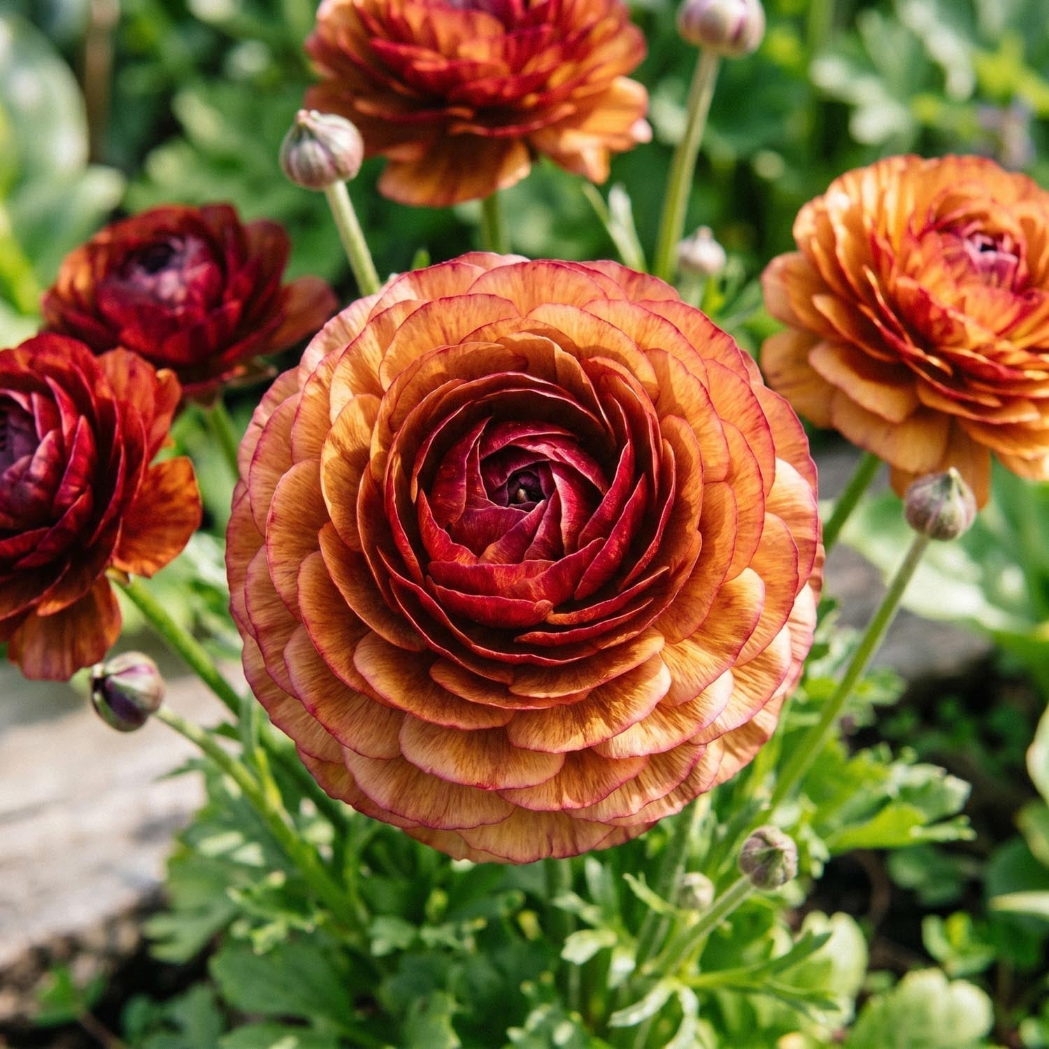 Ranonkel, Ranunculus 'Picotee Café' | Groot assortiment zomerbloemen ...