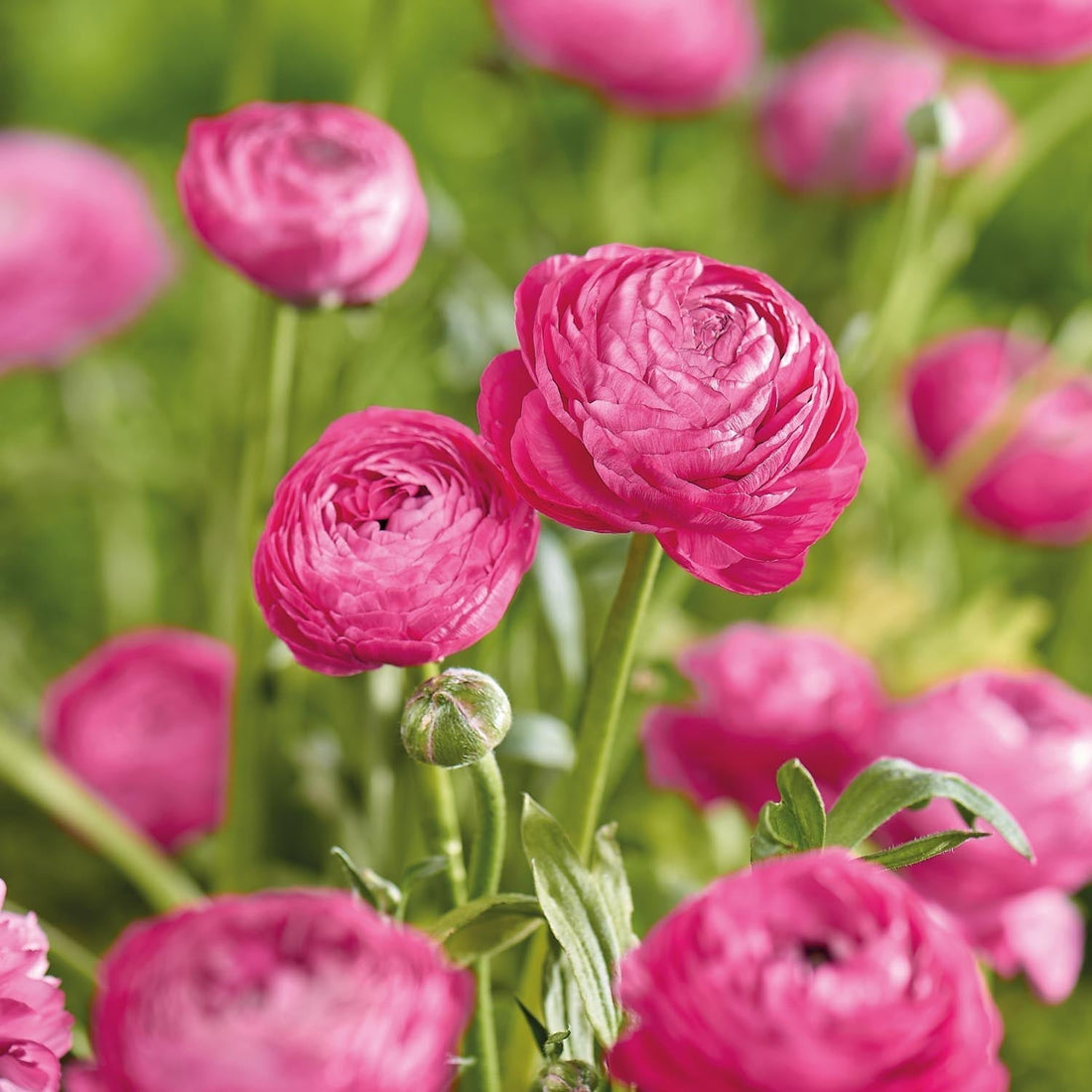 Ranonkel, Boterbloem 'Pink'