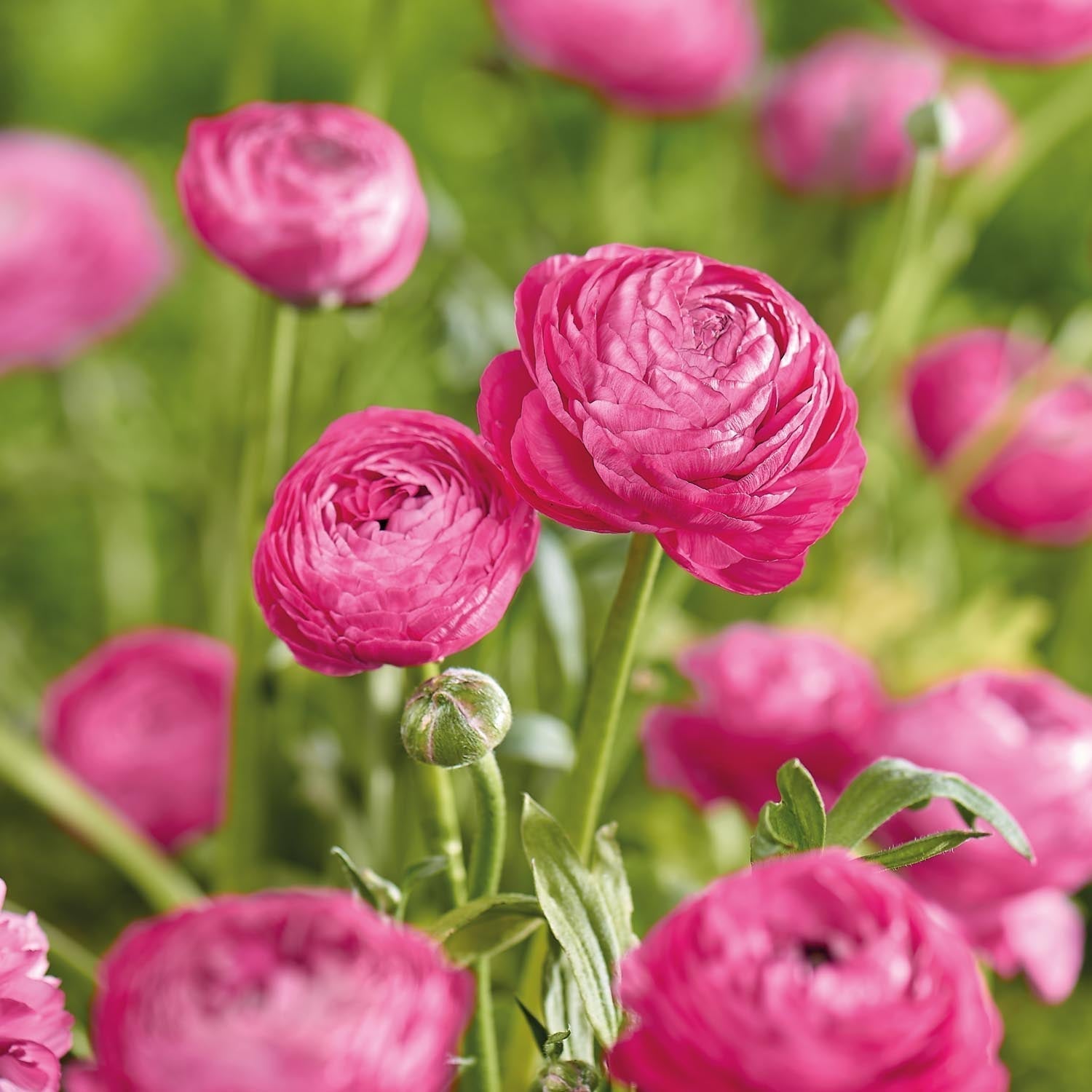 Ranonkel, Boterbloem 'Pink'