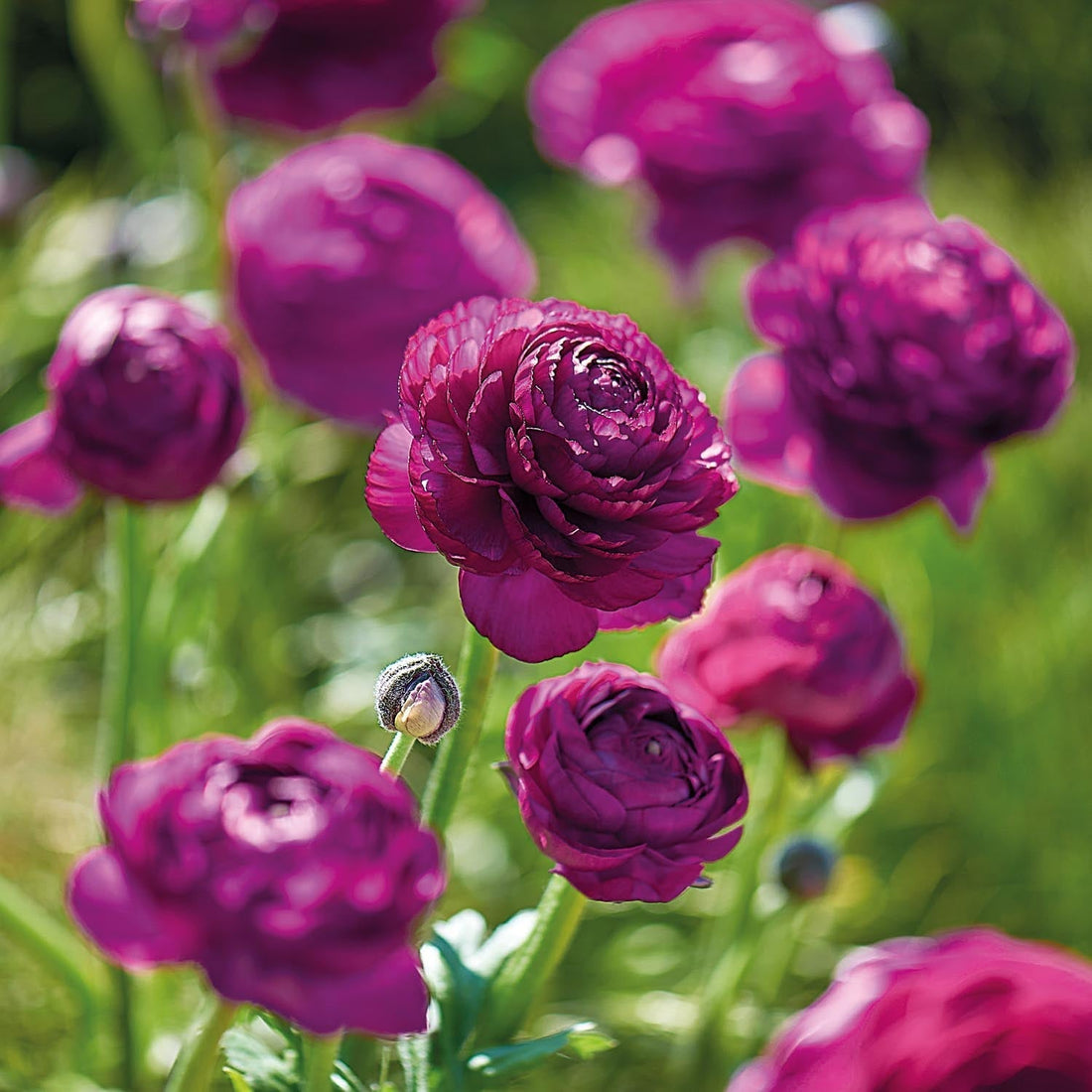 Ranonkel, Boterbloem ‘Purple’