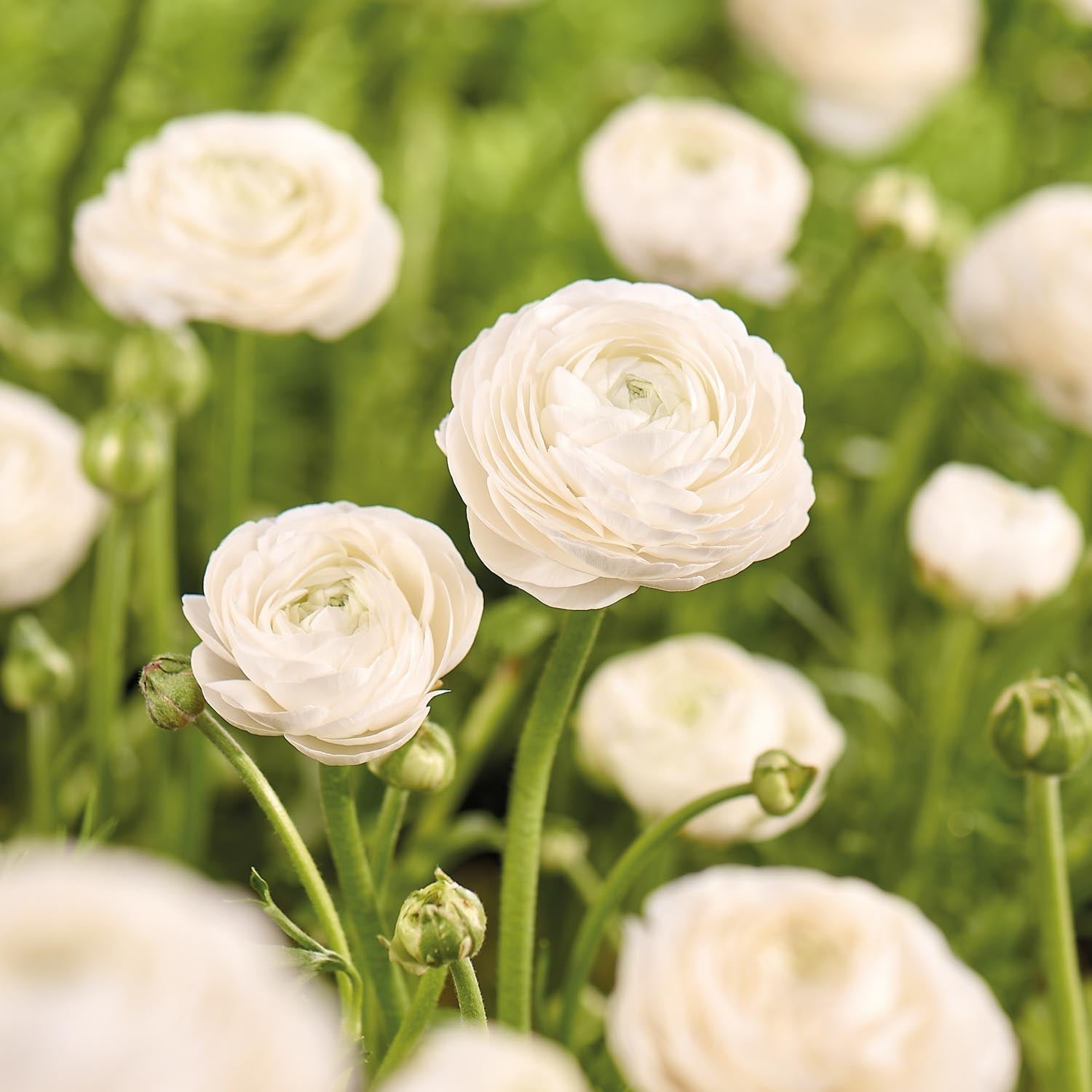 Ranonkel, Boterbloem 'White'