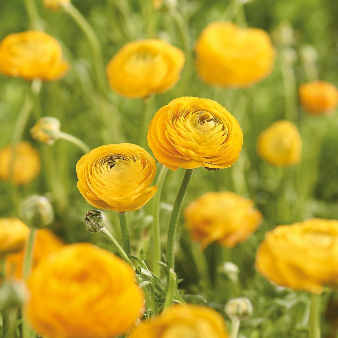 Ranonkel, Boterbloem 'Yellow'