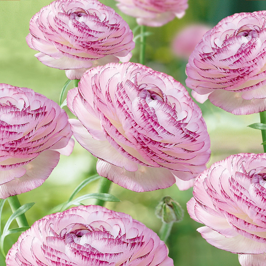 Ranonkel 'Picotee Pink'