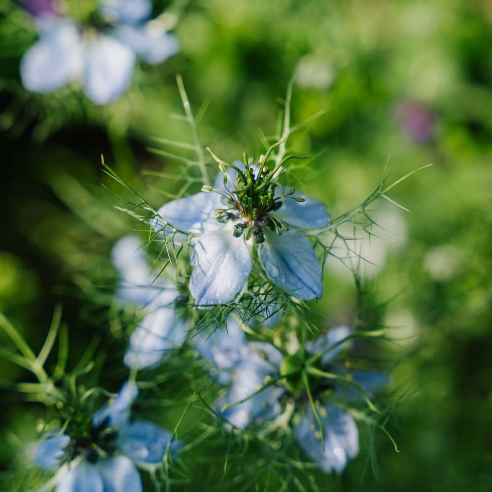 Ridderspoor zaden - 100 biologische zaden