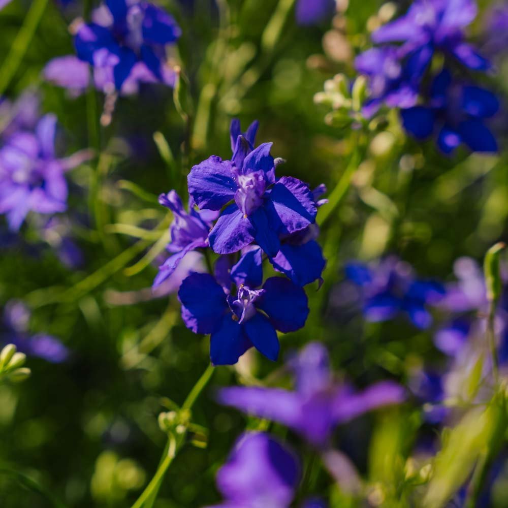 Ridderspoor zaden 'Doubtful Knight's Spur' - 200 biologische zaden