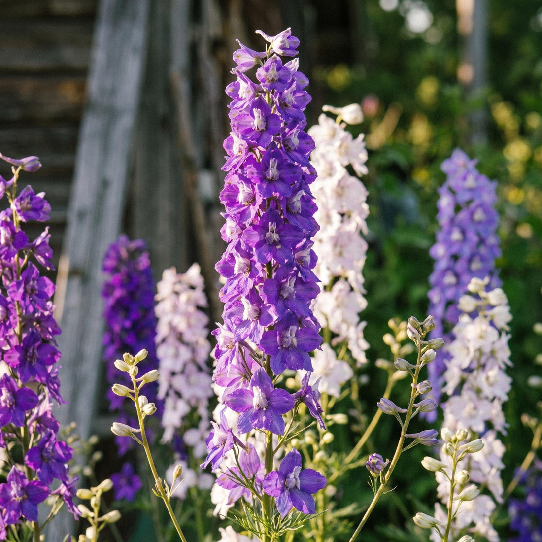 Ridderspoor zaden 'Larkspur' - 90 biologische zaden