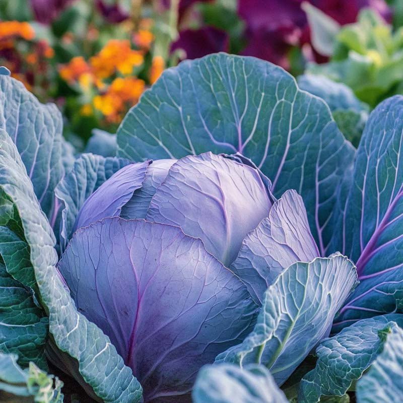 Rode koolzaden 'Amarant' - 40 biologische zaden