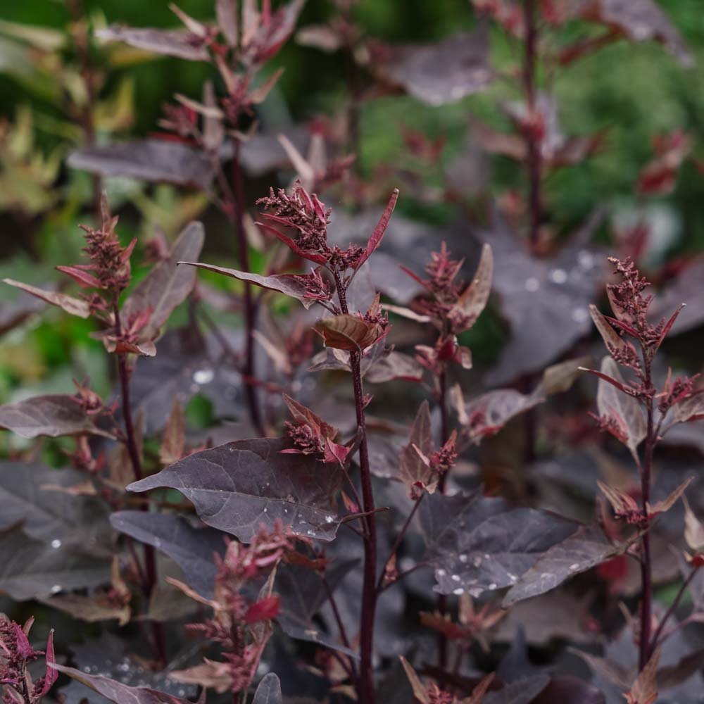 Rode melde zaden - 100 biologische zaden