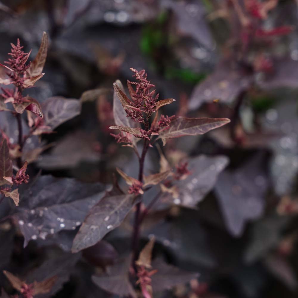 Rode melde zaden - 100 biologische zaden