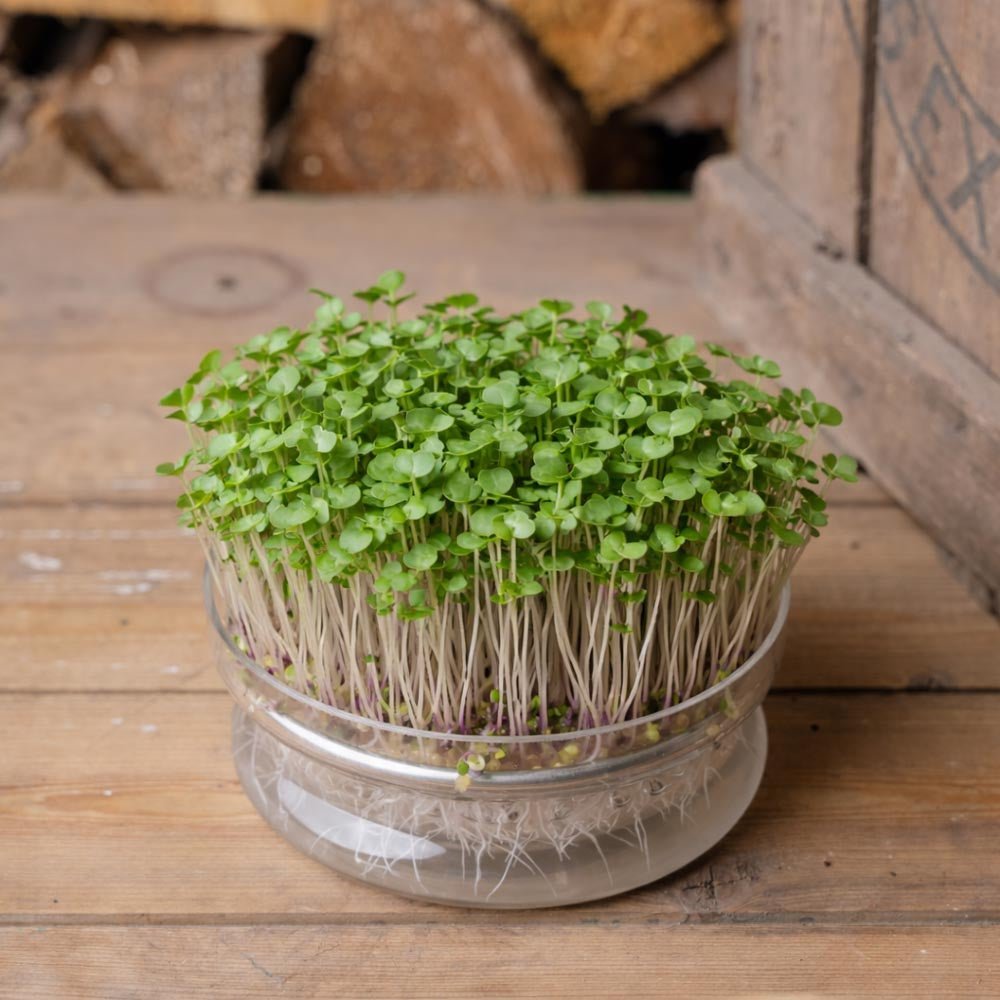 Rode Russische boerenkool microgroente zaden - 5000 biologische zaden