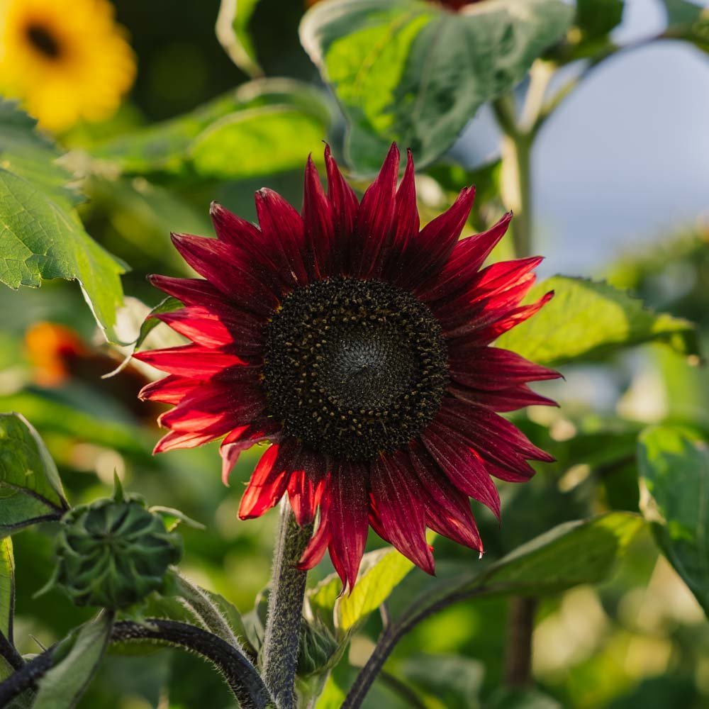 Rode zonnebloem medium - 20 biologische zaden