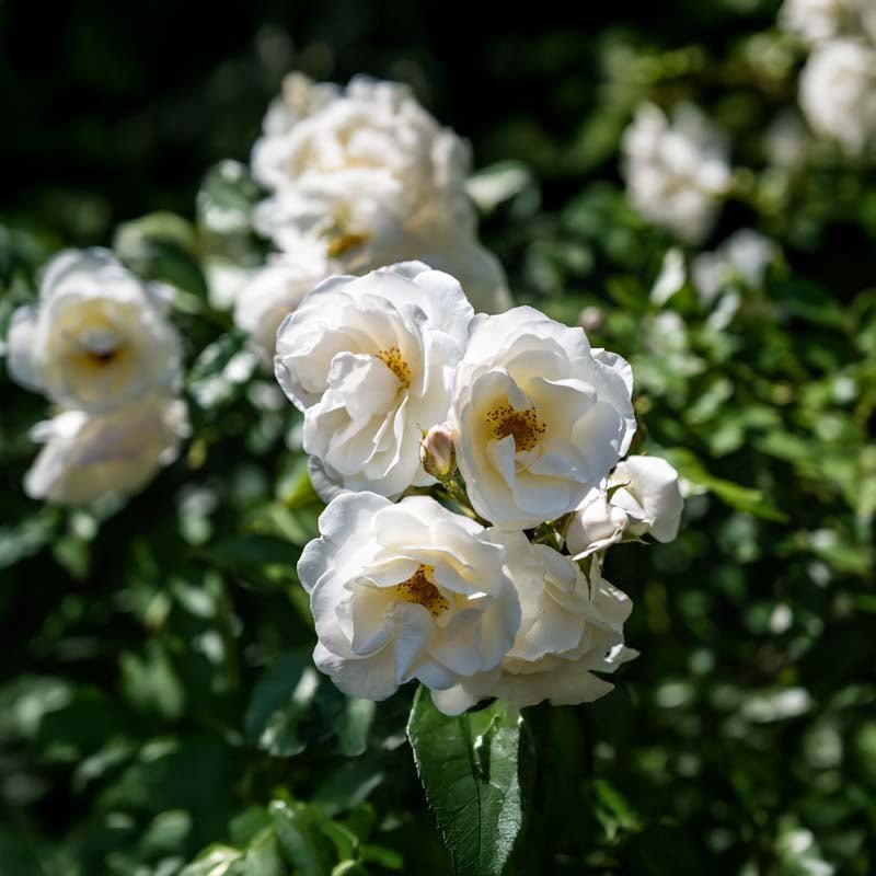 Roos 'Climbing Iceberg'