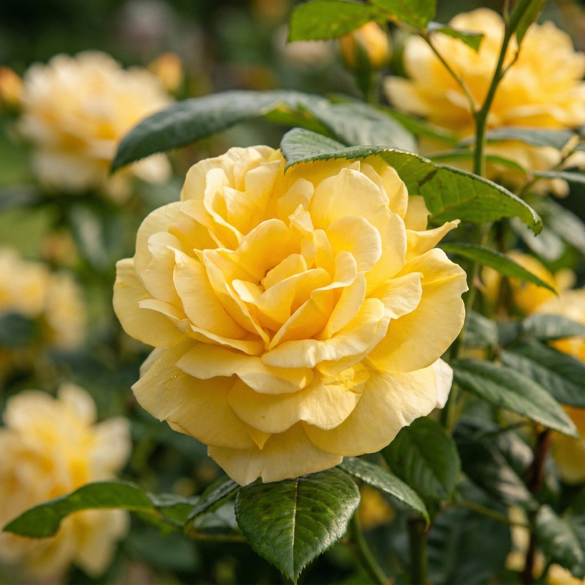 Roos 'Garden Princess'