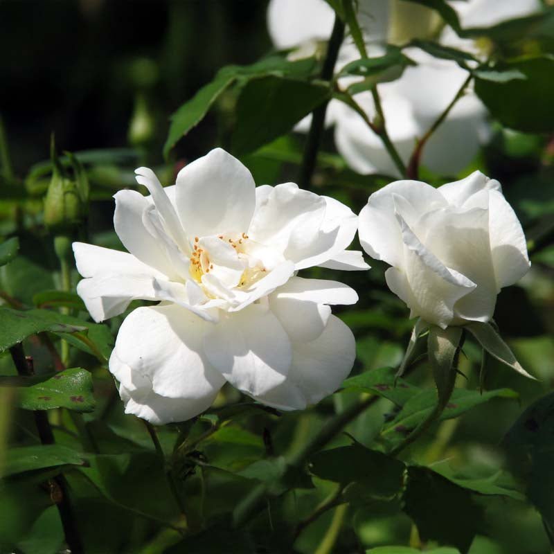 Roos 'Katharina Zeimet'