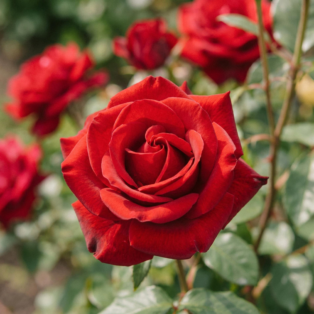 Roos 'Mister Lincoln'