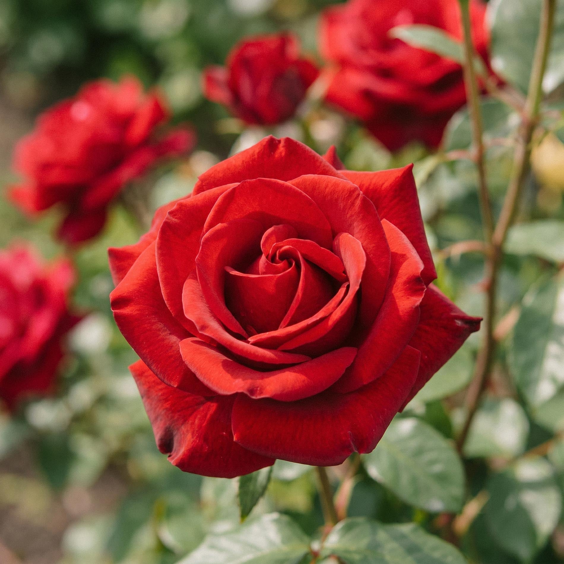 Roos 'Mister Lincoln'