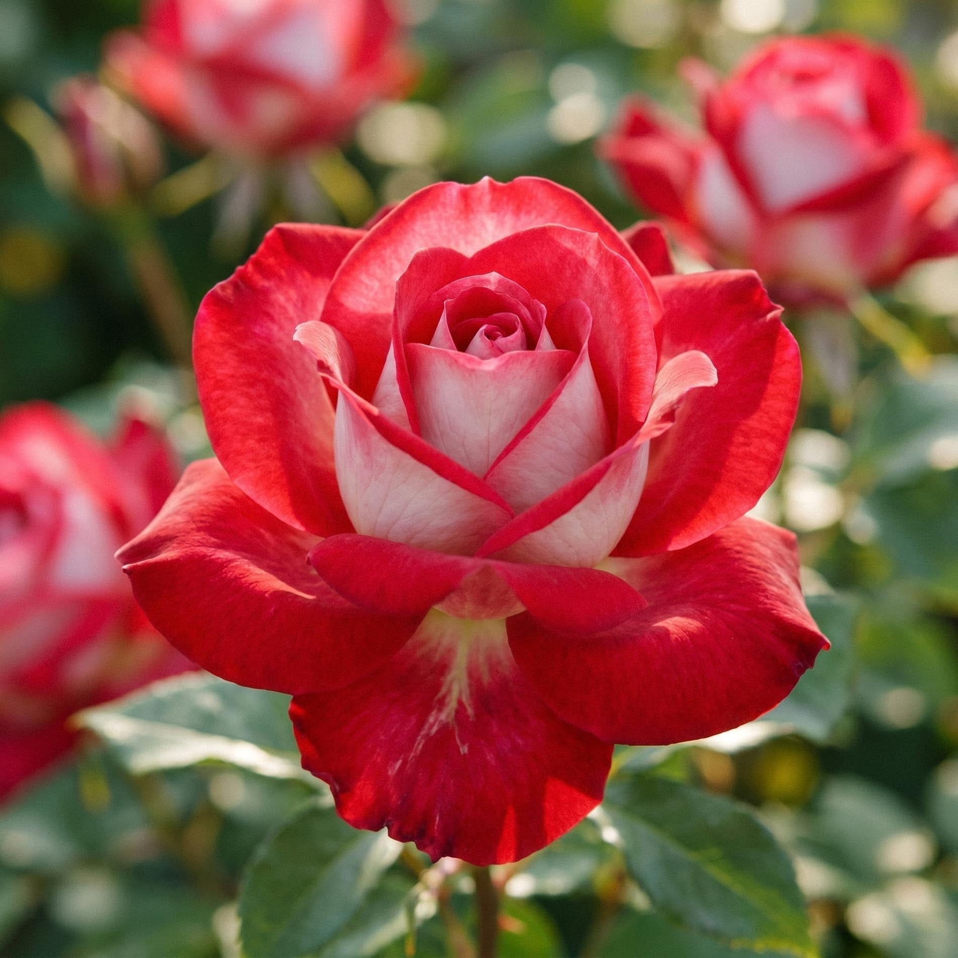 Roos 'Osiria'