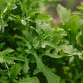 Rucola zaden 'Esmee' - 300 biologische zaden