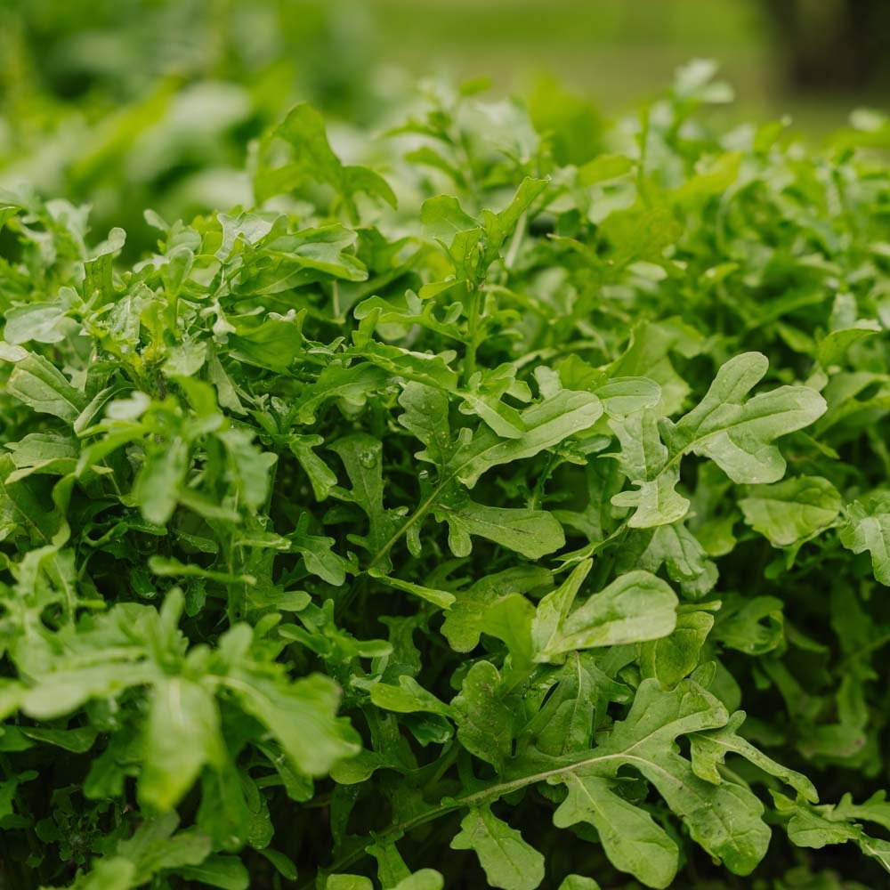 Rucola zaden 'Esmee' - 300 biologische zaden