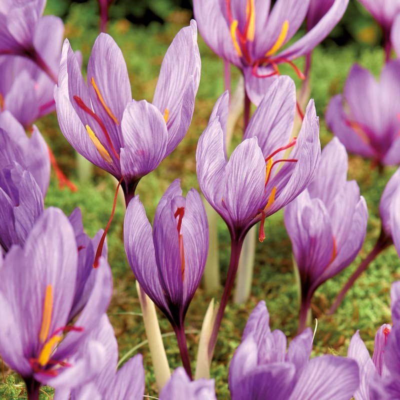Saffraan Krokus 'Crocus sativus'