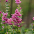 Salvia Viridis zaden 'Pink' - 100 biologische zaden