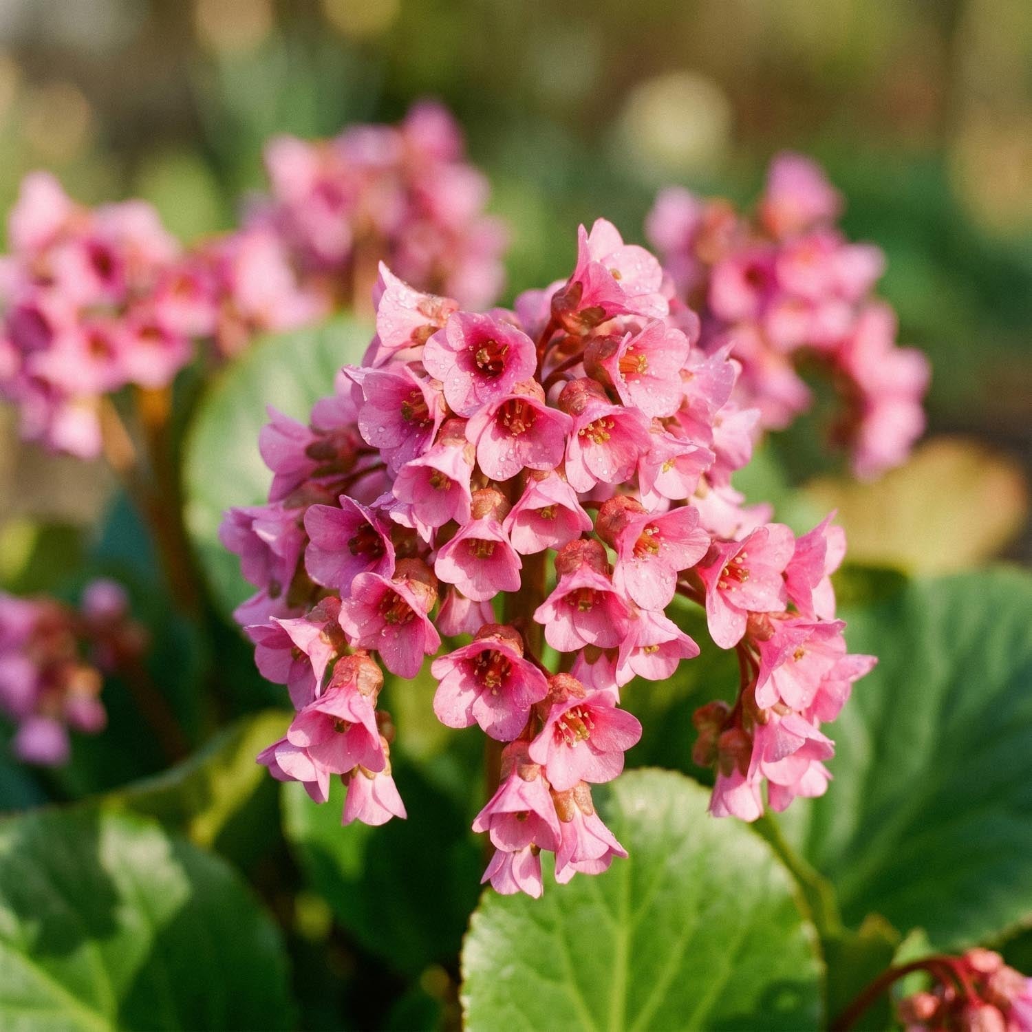 Schoenlappersplant, Bergenia 'Morgenröte'