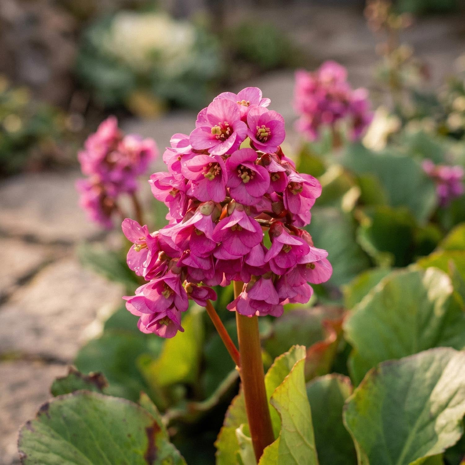 Schoenlappersplant, Bergenia 'Rotblum'