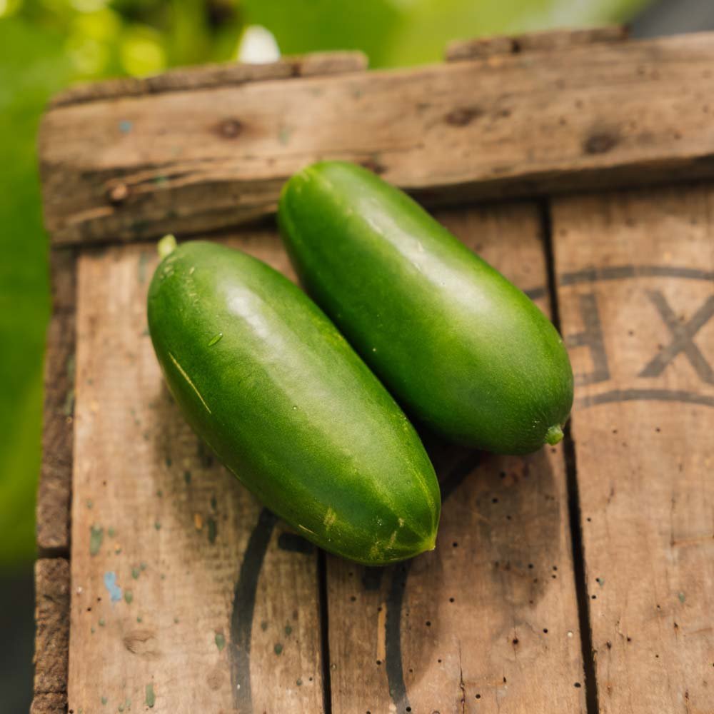 Schoolkomkommer 'Kaikura F1' - 5 biologische zaden