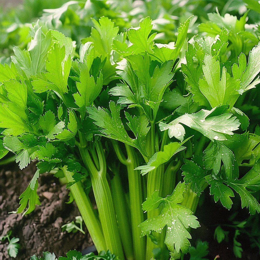 Selderijzaden 'Tall Utah' - 100 biologische zaden