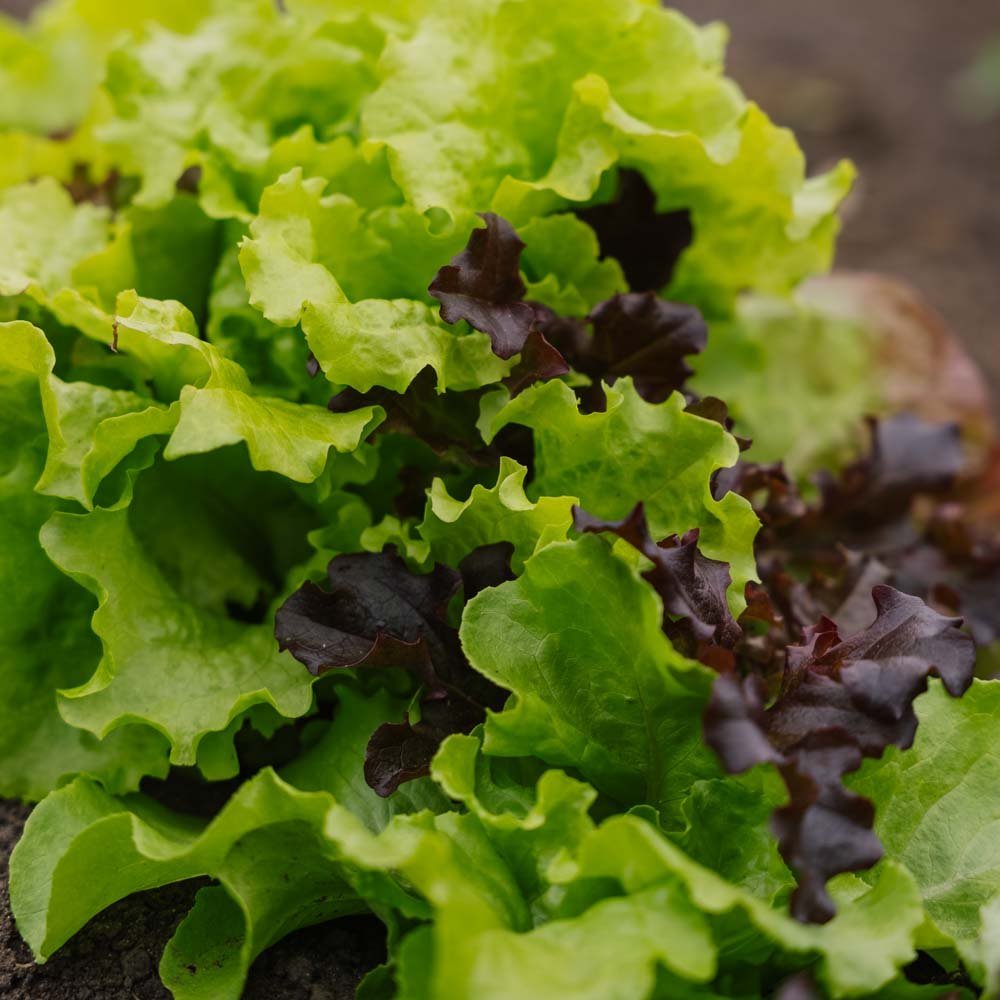 Slazaad 'Mesclun' - 140 biologische zaden
